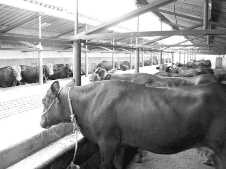 產(chǎn)業(yè)發(fā)展看平?jīng)觥捌經(jīng)黾t?！眽乳_花墻外紅