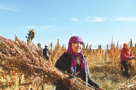 藜麥香飄新家園——天?？h易地扶貧搬遷工作掠影