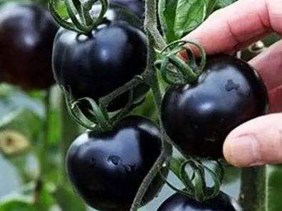 快看！蘭州新區(qū)高優(yōu)新特圣女果“黑羅漢”成熟待摘