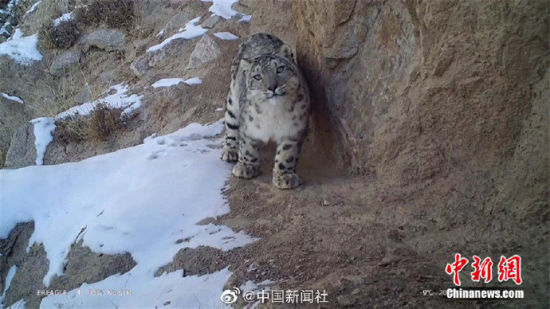 精靈漫步！甘肅阿克塞祁連山深處現(xiàn)雪豹身影