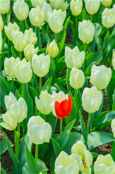 花叢中，別具一格。羅云希 攝