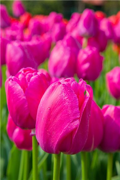 郁金香嬌艷欲滴。羅云希 攝