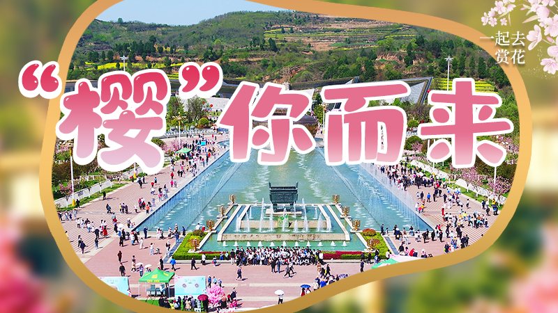 海報(bào)|春色爛漫，一組海報(bào)“云賞”櫻花盛開