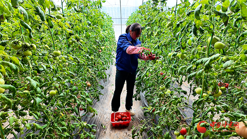 靜寧：復(fù)工復(fù)產(chǎn)啟新程 紅柿滿棚促增收